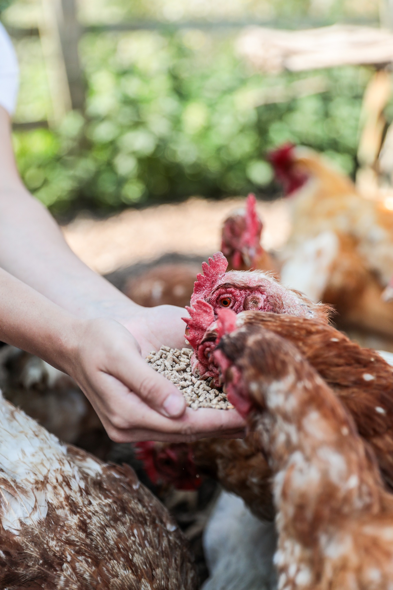 Collecting fresh eggs from Orchard Therapeutic Farm