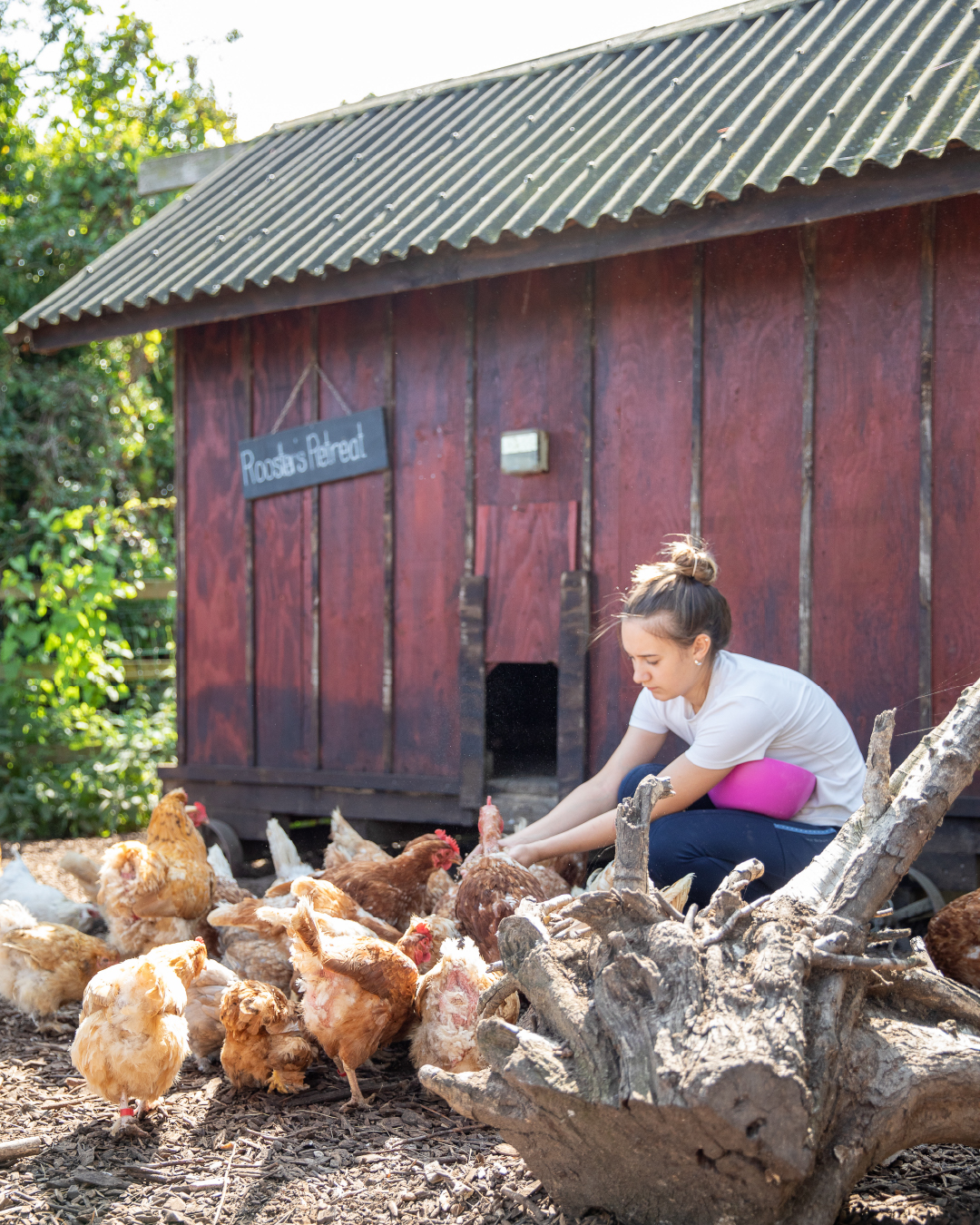 fresh eggs from Orchard Therapeutic Farm